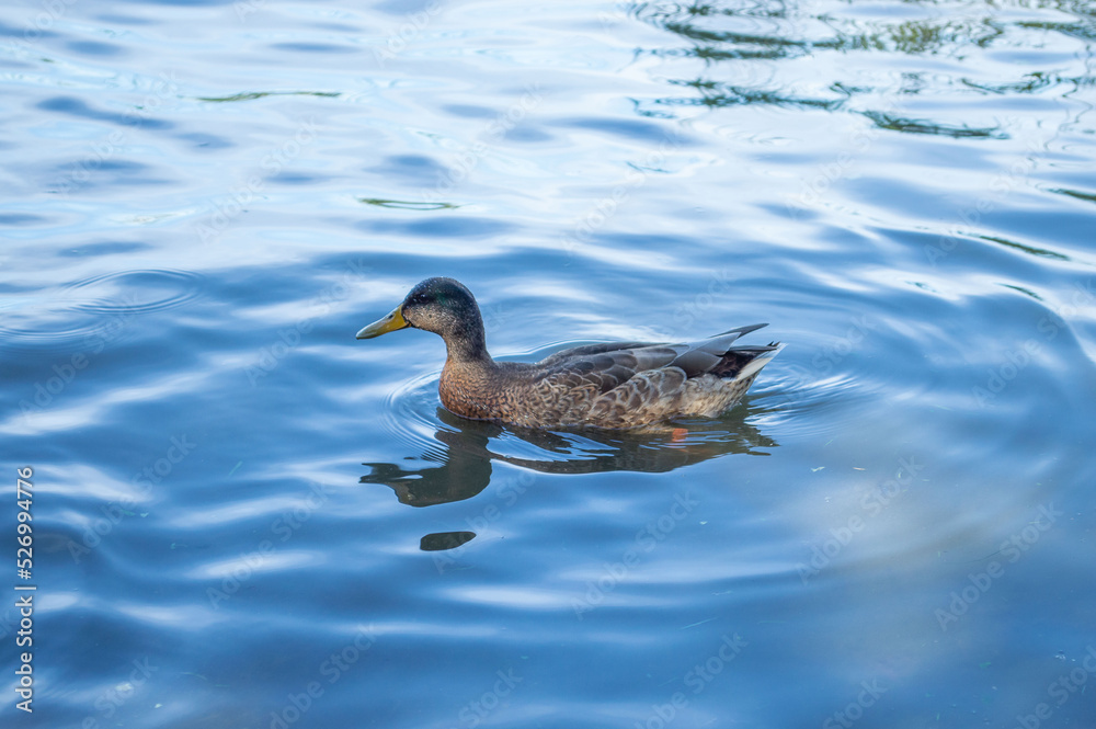 Fototapeta premium Duck swimming in the bay