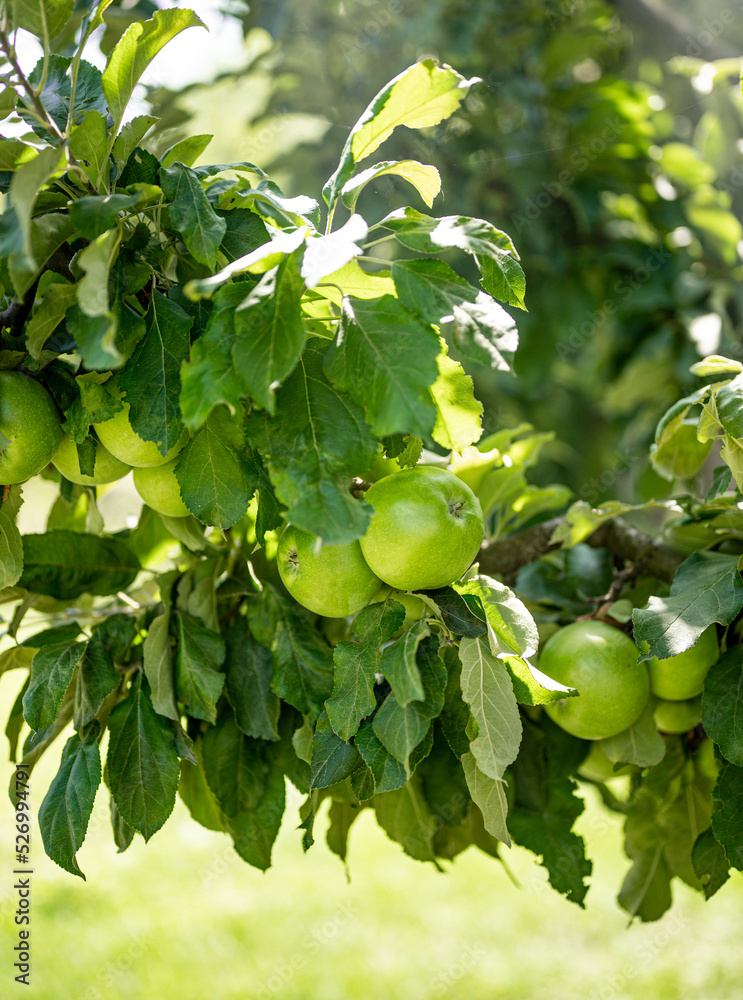 Fototapeta premium Granny smith apple tree