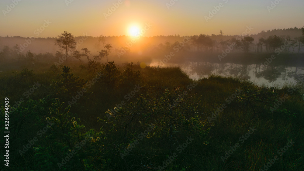 warm sun sunrise in swamp landscape, foggy swamp with summer colors, natural swamp vegetation, swamp pines