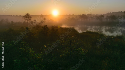 warm sun sunrise in swamp landscape  foggy swamp with summer colors  natural swamp vegetation  swamp pines