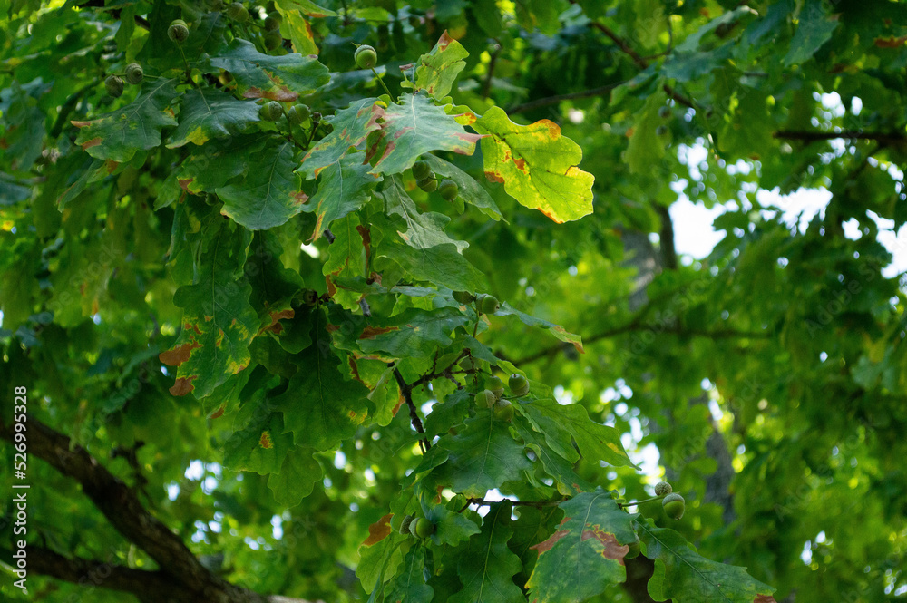 Oak tree with green acorns in summer Oak tree with green acorns in summer