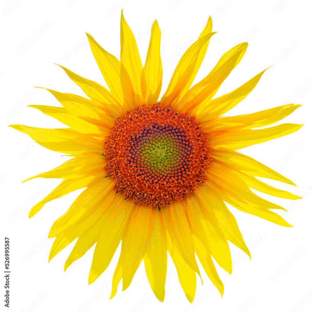 Sunflower head isolated on white background. Sunflower head isolated on white background.