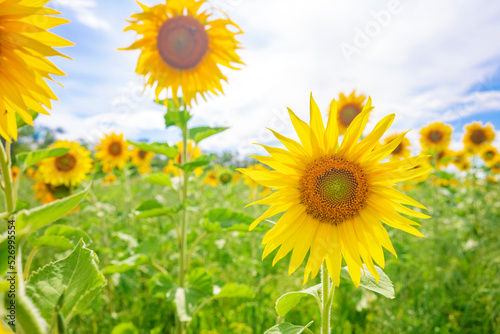 Sunflowers on field meadow. Sun symbol.