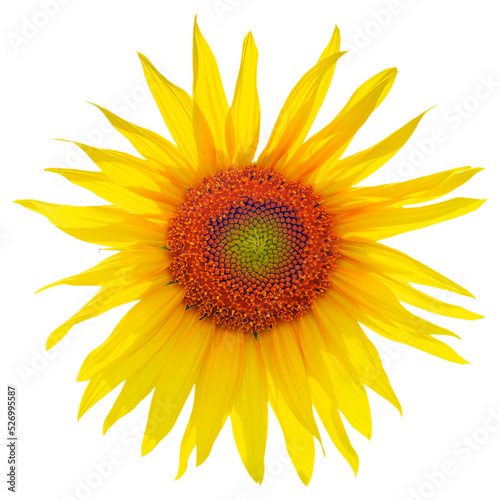 Sunflower head isolated on white background.