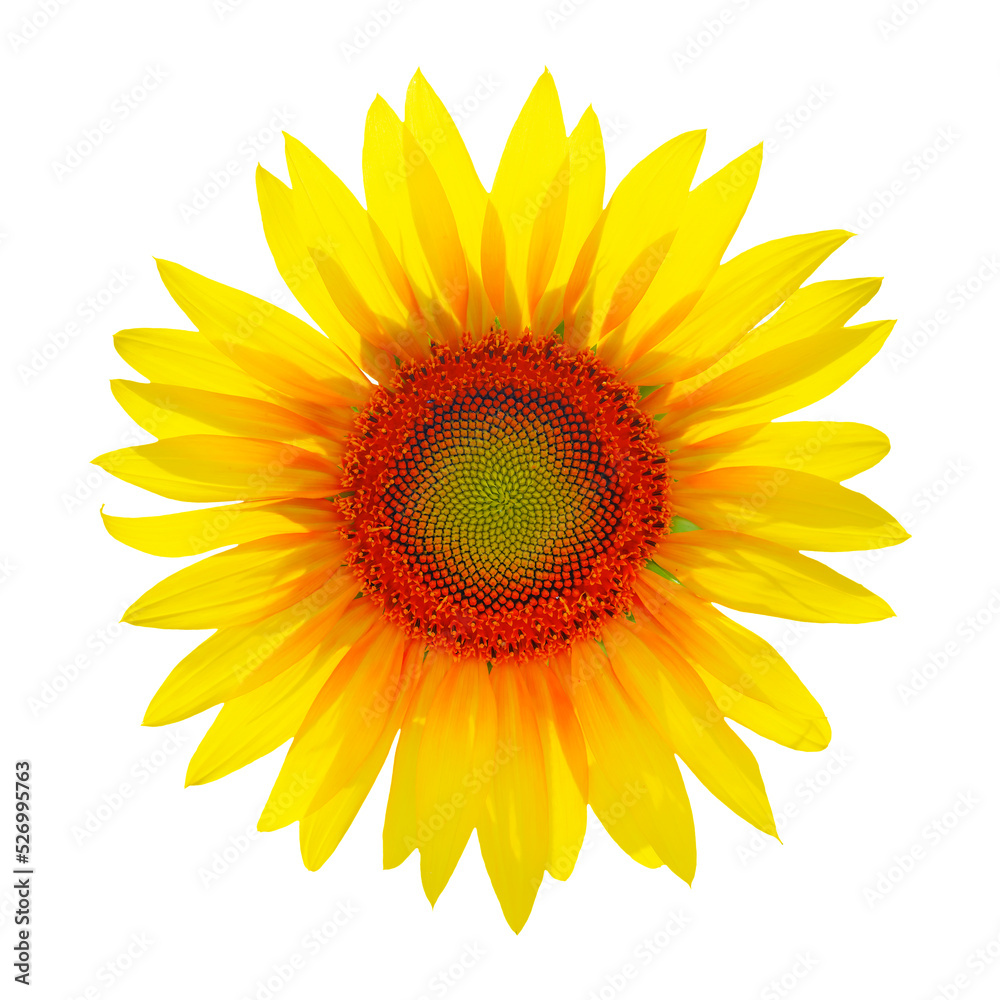 Fototapeta premium Sunflower head isolated on white background. Sun symbol.