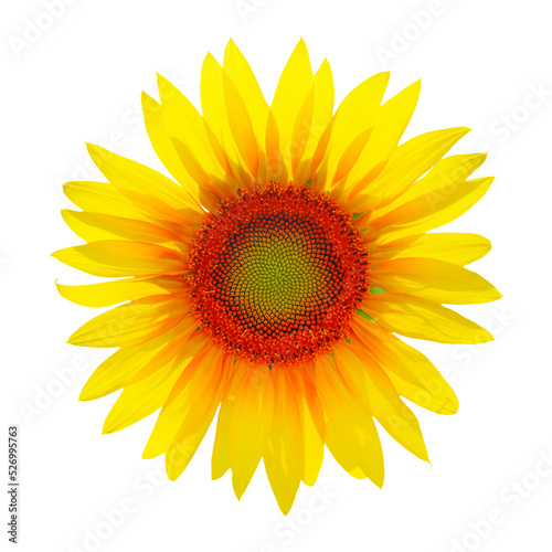 Fototapeta Naklejka Na Ścianę i Meble -  Sunflower head isolated on white background. Sun symbol.