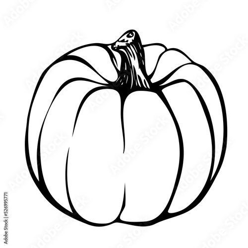 Hand drawn pumpkin, ink drawing,pumpkin vector- uncoloured, colouring page, halloween symbol 