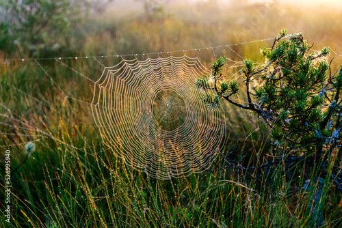 spider web against sunrise in swamp with fog, spider web trap,.spider web in the pine forest, spider kingdom in the swamp