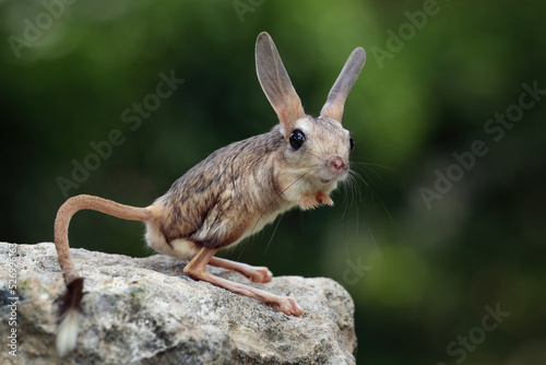 The Long-eared Jerboa (Euchoreutes naso) on wood.