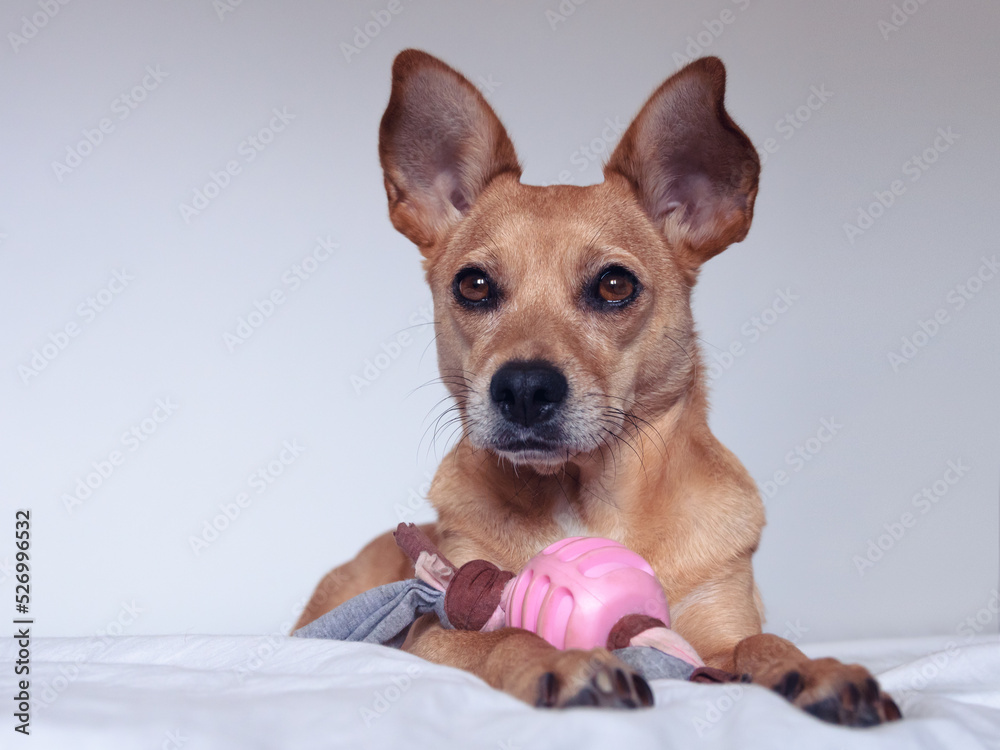 A cute mixed-breed brown dog with big pointy ears and sweet big eyes sitting on a white bed with pink toy. Pet isolated on white background with empty space for text on the side A cute mixed-breed brown dog with big pointy ears and sweet big eyes sitting on a white bed with pink toy. Pet isolated on white background with empty space for text on the side