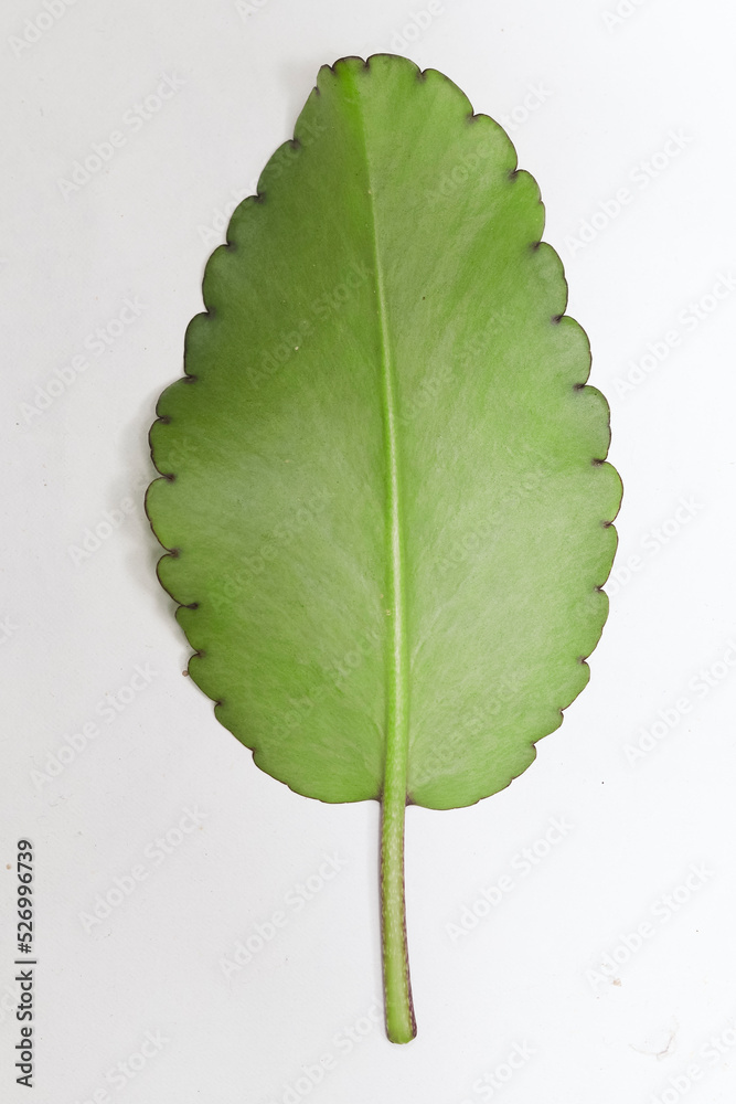 patharkuchi (Patharchatta) leaf With White background, kalanchoe ...