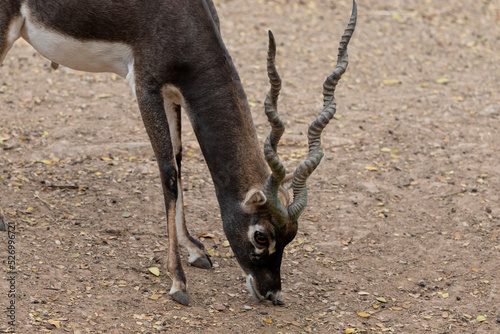 Male Black Buck, Antelope cervicapra. Velavadar National Park, Gujarat, India photo