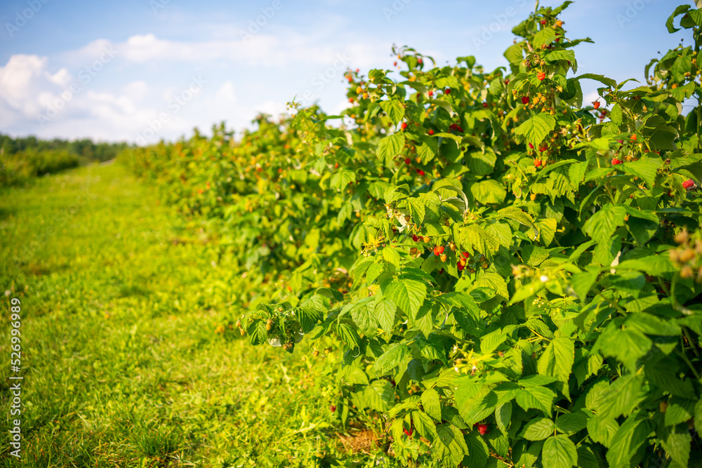 Branches of ripe red juicy raspberry in raspberry self-picking plantation in Czech republic