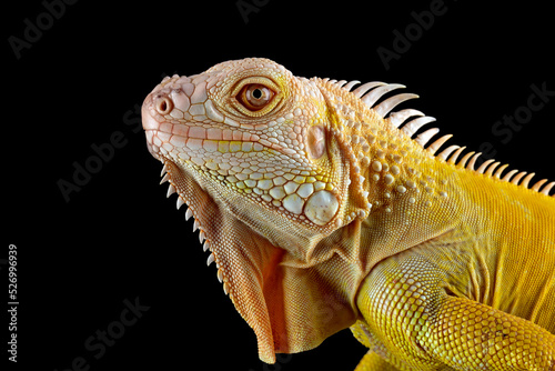 Closeup head of Yellow Iguana Albino.