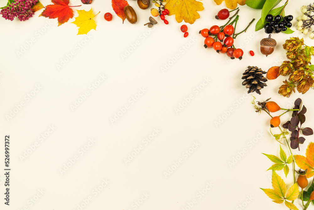 Beautiful frame of dry fallen leaves nuts and berries natural floral elements set on white background. Layout thematic border card with autumn mood. Design template for logo, invitation, greetings.
