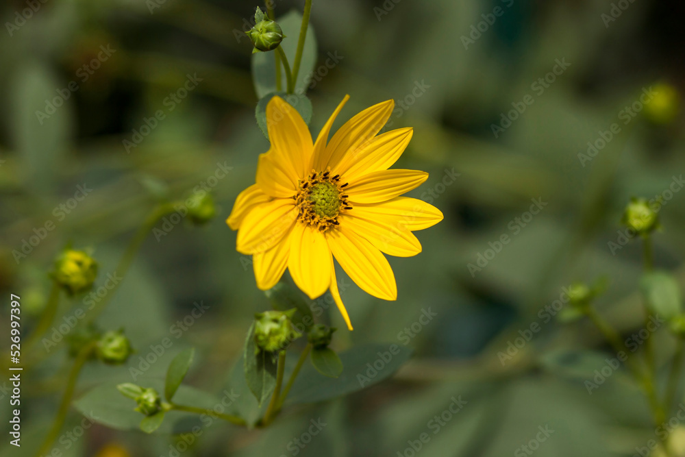 yellow flower in a garden yellow flower in a garden