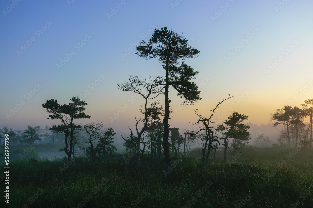 warm sun sunrise in swamp landscape, foggy swamp with summer colors, natural swamp vegetation, swamp pines warm sun sunrise in swamp landscape, foggy swamp with summer colors, natural swamp vegetation, swamp pines