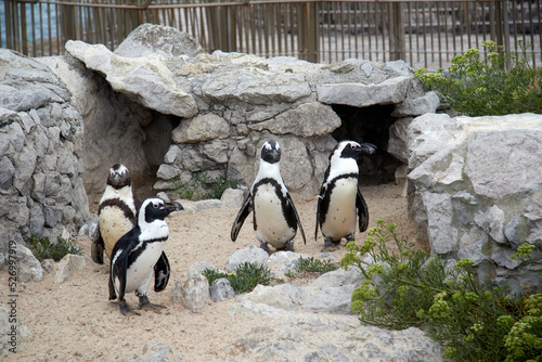 Four penguins come out of their burrow in a zoo.