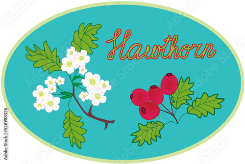 Oval label with medical herbs of hawthorn. Inscription . Branch with leafs , flowers  and berries