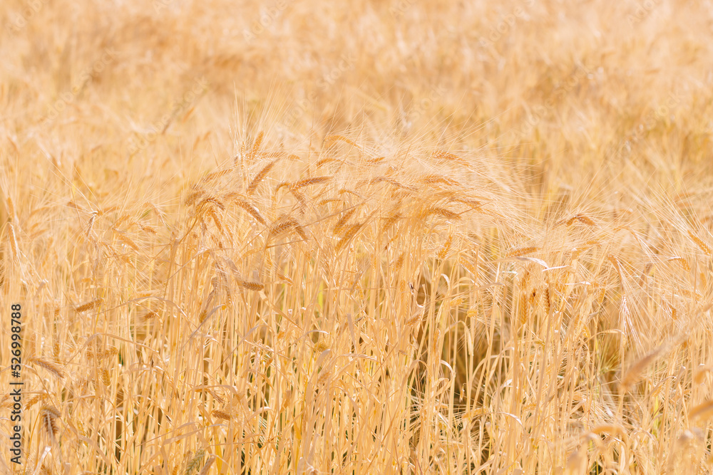 Wheat field with rural grain. Natural background Wheat field with rural grain. Natural background