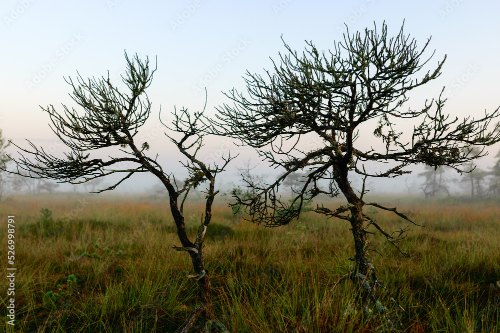 warm sun sunrise in swamp landscape, foggy swamp with summer colors, natural swamp vegetation, swamp pines warm sun sunrise in swamp landscape, foggy swamp with summer colors, natural swamp vegetation, swamp pines