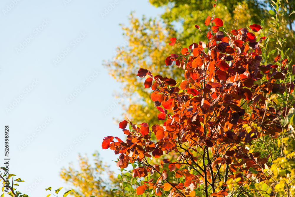 Autumn leaves on the tree. Season of colorful foliage.	