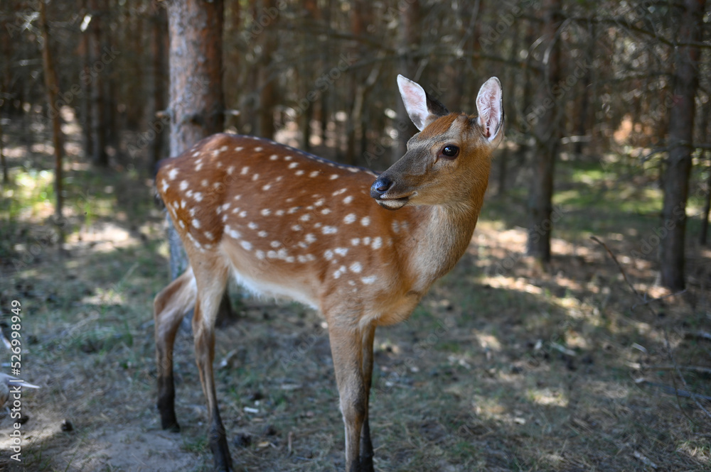 Spotted or sika deer in the forest. portrait of a beautiful young sika deer in natural environment. wild life of herbivores. High quality photo Spotted or sika deer in the forest. portrait of a beautiful young sika deer in natural environment. wild life of herbivores. High quality photo