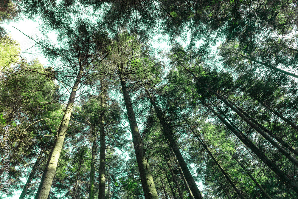 Fototapeta premium View from bottom. Pine trees forest against blue sky