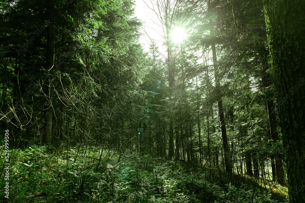 Fototapeta premium Warm light through trees in the forest. Empty forest summer time