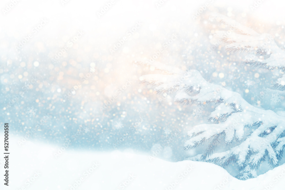  Coniferous spruce branch. Frozen winter forest with snow covered trees.