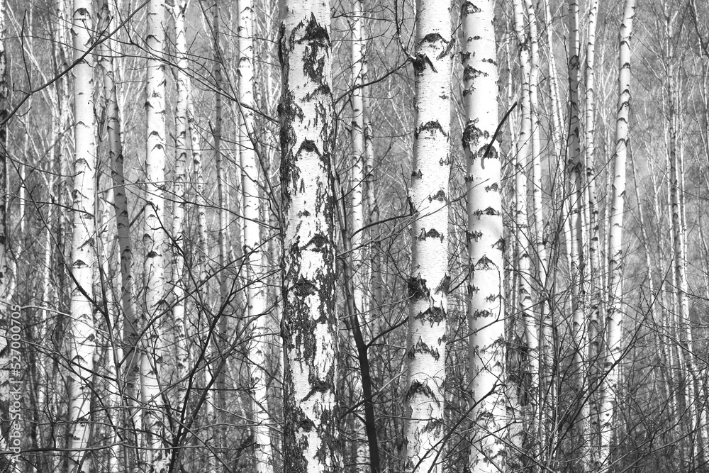 Beautiful birch trees in autumn