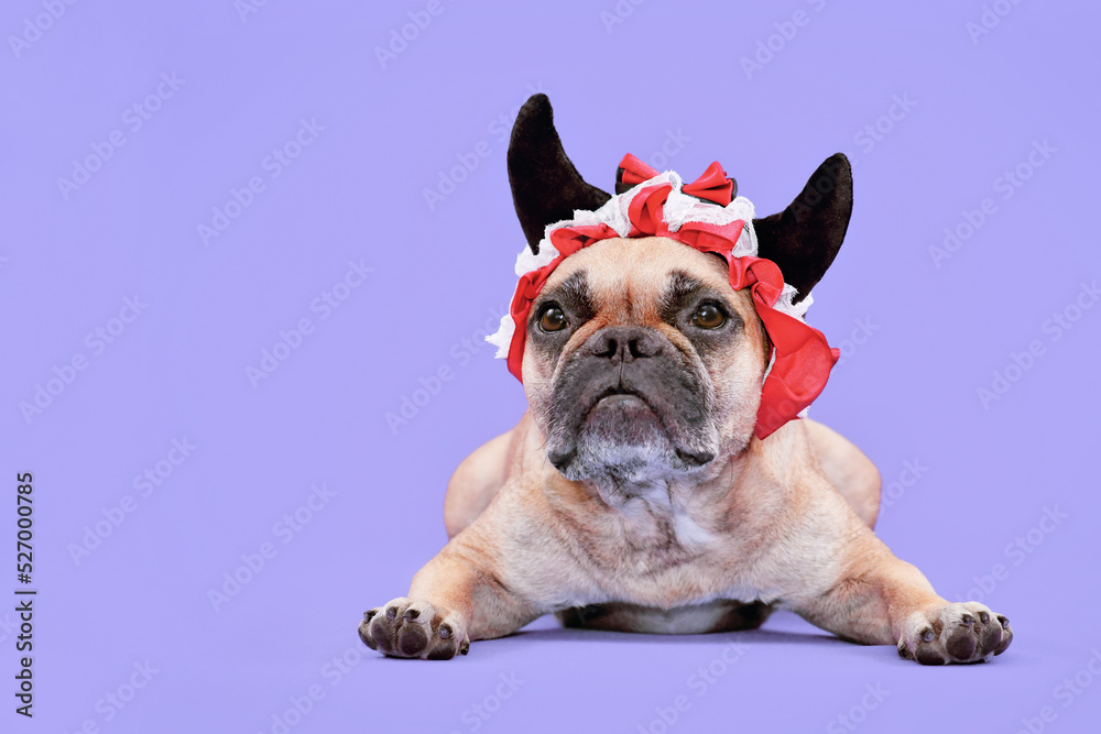 Fawn French Bulldog dog wearing red Halloween devil horn headband with ribbon on purple background with copy space