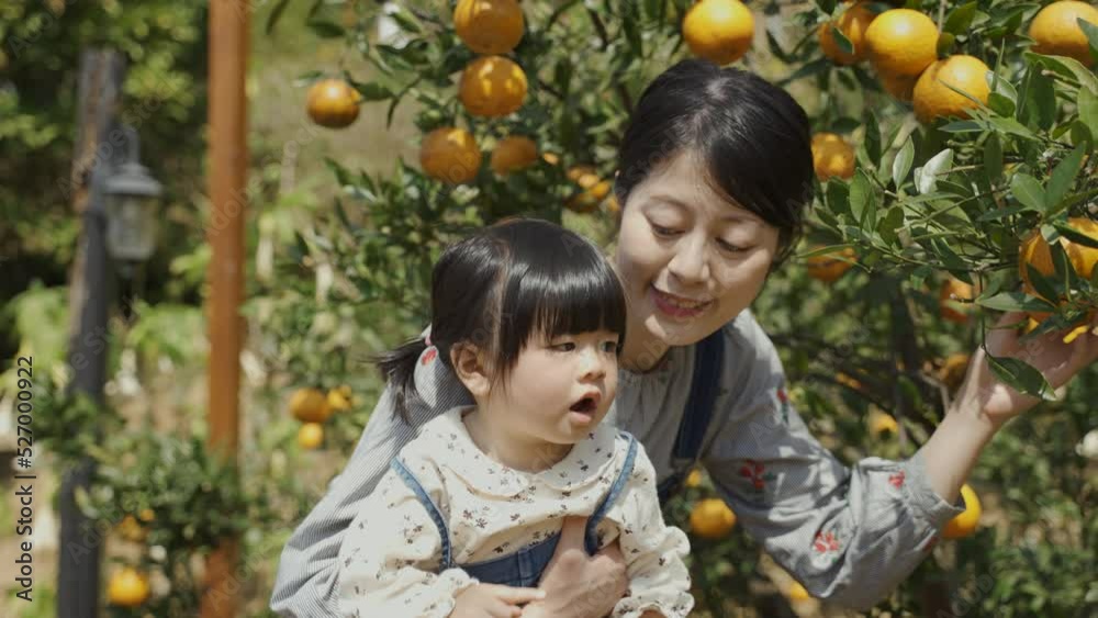 cute Asian little girl pointing showing something into the distance to her mother who is looking at fresh fruit on the tree in an orchard on a sunny day cute Asian little girl pointing showing something into the distance to her mother who is looking at fresh fruit on the tree in an orchard on a sunny day
