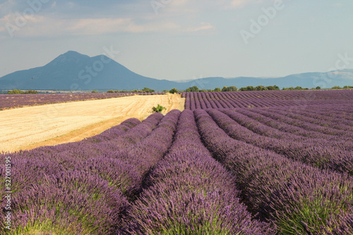 lavender field in region