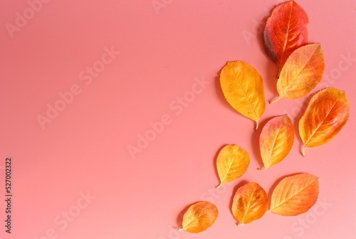 Yellow-red leaves of trees on a pink background on the side. Place for text