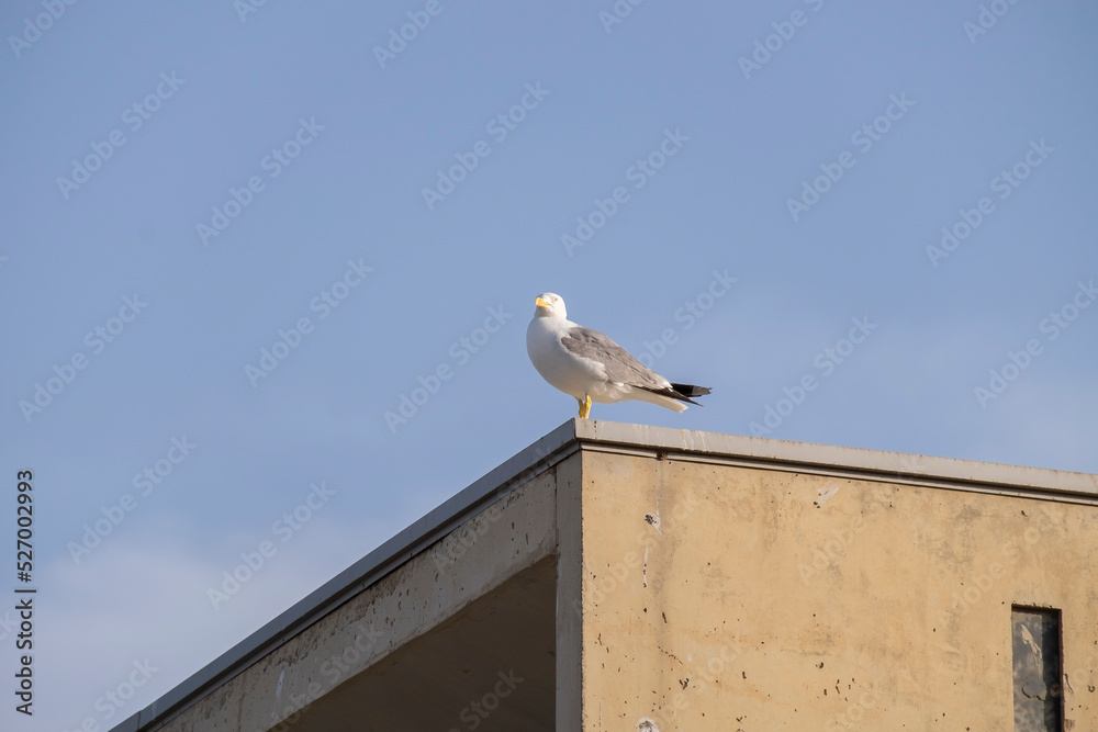 A lonely seagull flies over the blue sky. Seagull hunting fish over the sea. A lonely seagull flies over the blue sky. Seagull hunting fish over the sea.