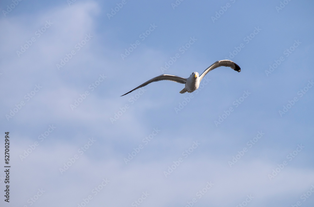 A lonely seagull flies over the blue sky. Seagull hunting fish over the sea. A lonely seagull flies over the blue sky. Seagull hunting fish over the sea.