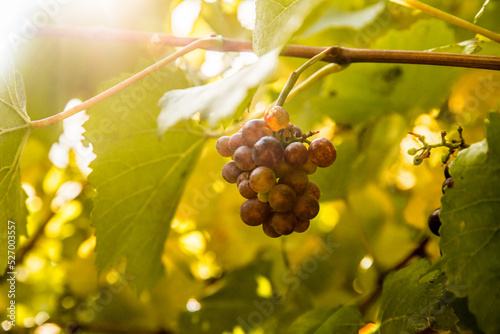 bright sunny lit grape on a vineyard, winery in Martinbourough New Zealand