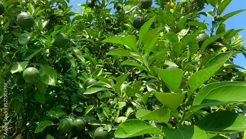 Moving on bitter orange tree with green bitter oranges , cinematic view with beautiful blue sky 