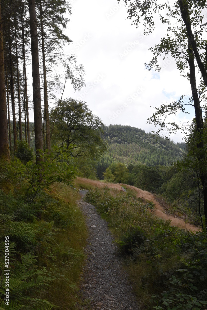 the forest path that goes through hafod estate near devils bridge the forest path that goes through hafod estate near devils bridge