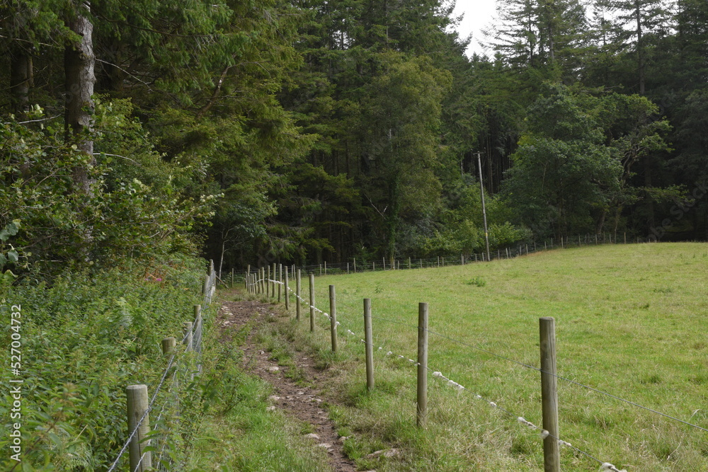 Fototapeta premium the forest path that goes through hafod estate near devils bridge