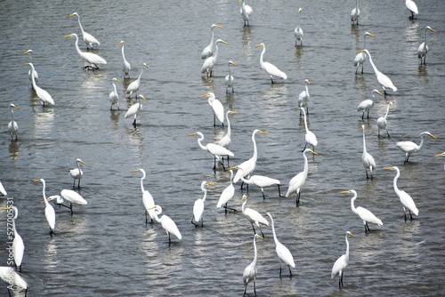 白鷺、シラサギ、鷺、アオサギ、青鷺、滋賀県、姉川、河川敷、大群、夏空、白い鳥、鳥の群れ