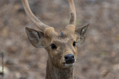 Fototapeta Naklejka Na Ścianę i Meble -  Close up of a Hog deer (Indian hog deer) at sunrise, India.