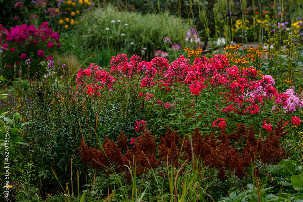 Beautiful paniculate phlox in the early autumn season. Perennials in the botanical garden in autumn