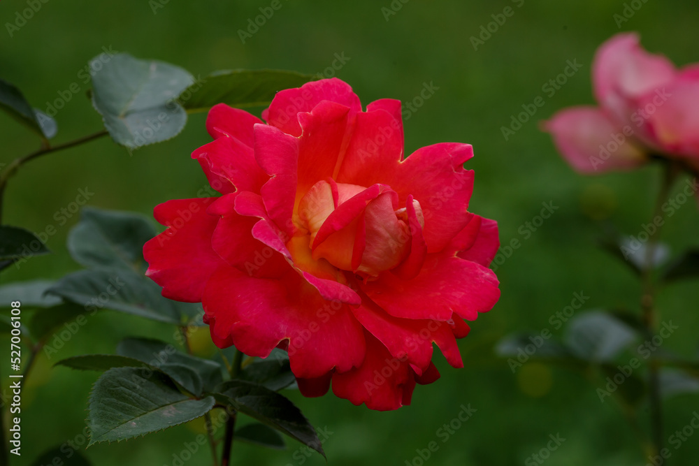 Bright Red rose Decor Arlequin in green background Bright Red rose Decor Arlequin in green background