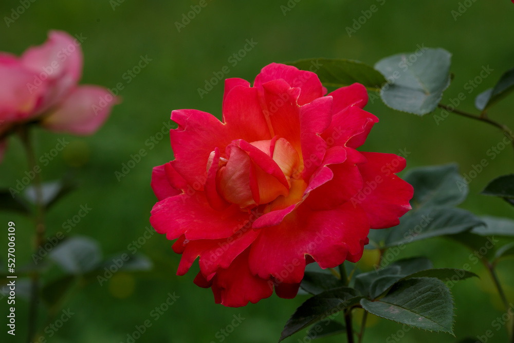 Red rose Decor Arlequin in bloom in green backround