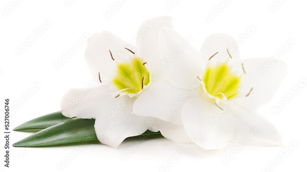 Obraz premium Two white flowers.