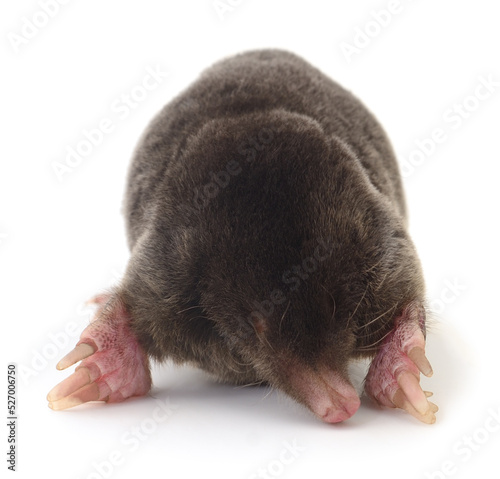 European mole on white.