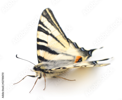 Swallowtail (Papilio machaon) isolated.