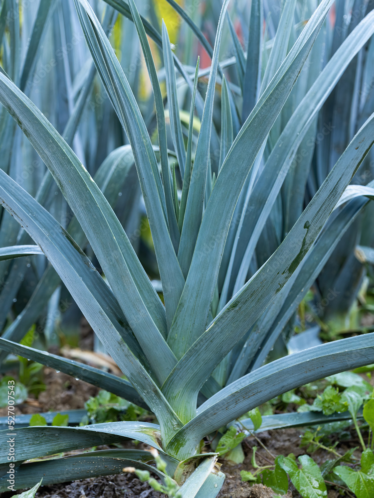 Obraz premium Ripe leek plant (Allium Porrum) growing in garden bed. Fresh plantation of green natural leaves in vegetable farm. Organic farming, healthy food, BIO viands, back to nature.